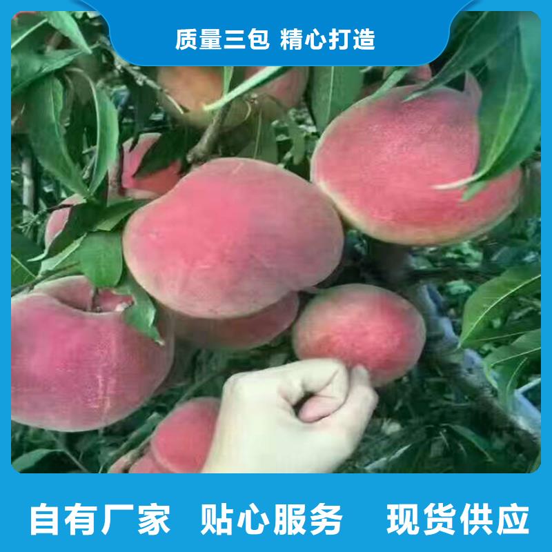 哈尔滨锦绣黄桃树苗货源充足、现挖现卖、根系发达、包成活率