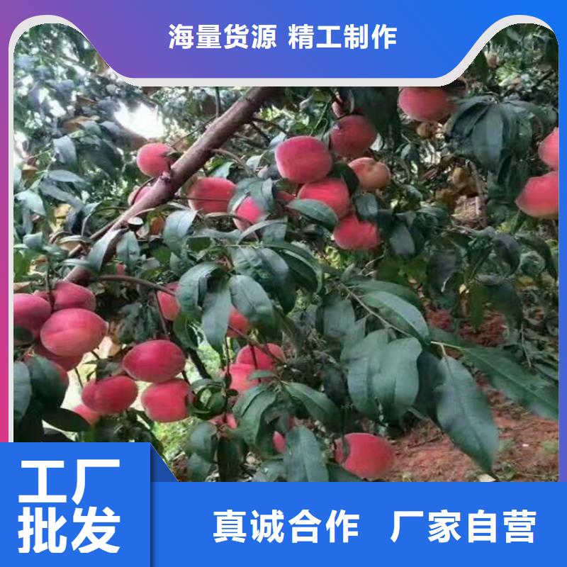 广安中油16号桃树苗货源充足、现挖现卖、根系发达、包成活率