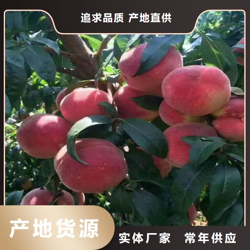 重庆夏甜桃树苗货源充足、现挖现卖、根系发达、包成活率