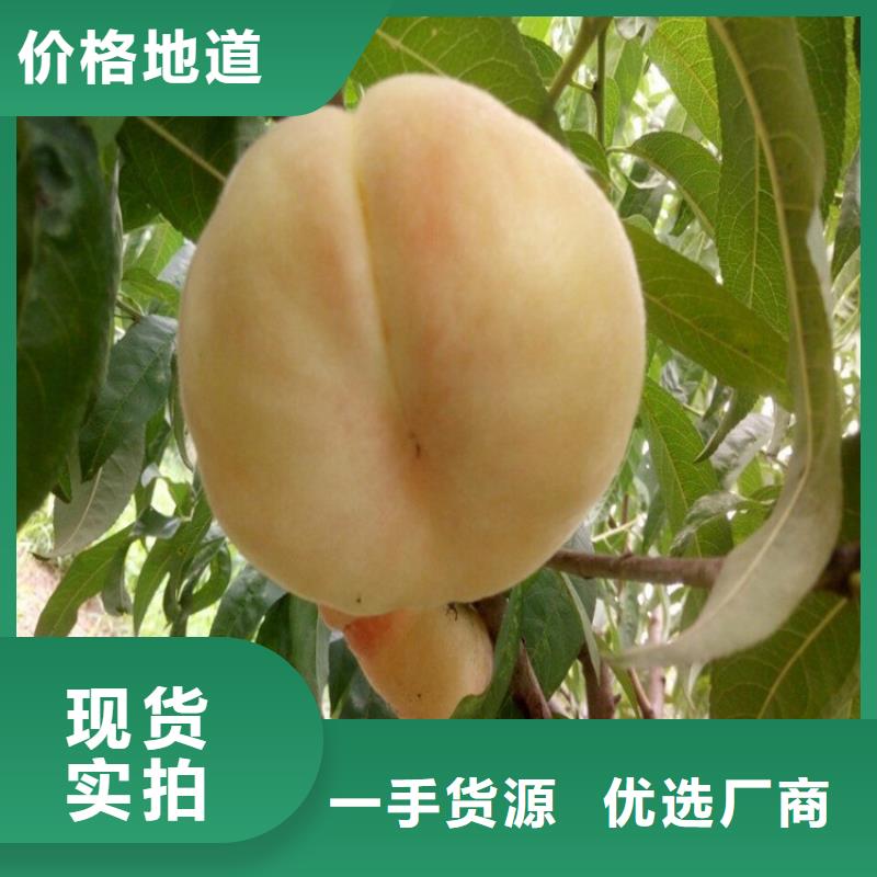 吉林夏甜桃树苗货源充足、现挖现卖、根系发达、包成活率