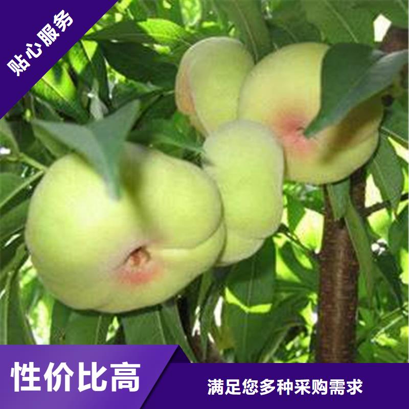 江西夏甜桃树苗货源充足、现挖现卖、根系发达、包成活率