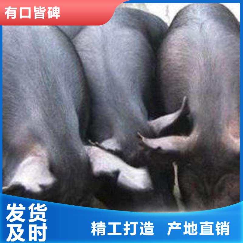 绥化长太母猪价格（40-50斤）高产太湖母猪