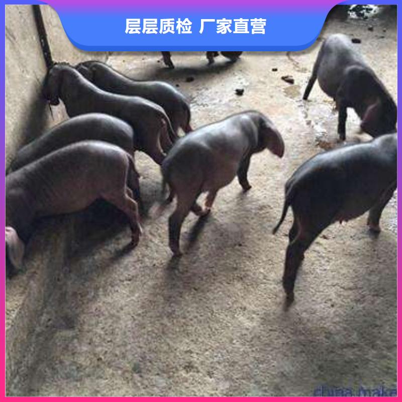 湘西市现在50斤二元母猪什么价格（长白母猪价格介绍）