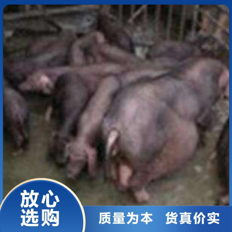 湘西二元母猪价格（厂家出售）高产太湖母猪