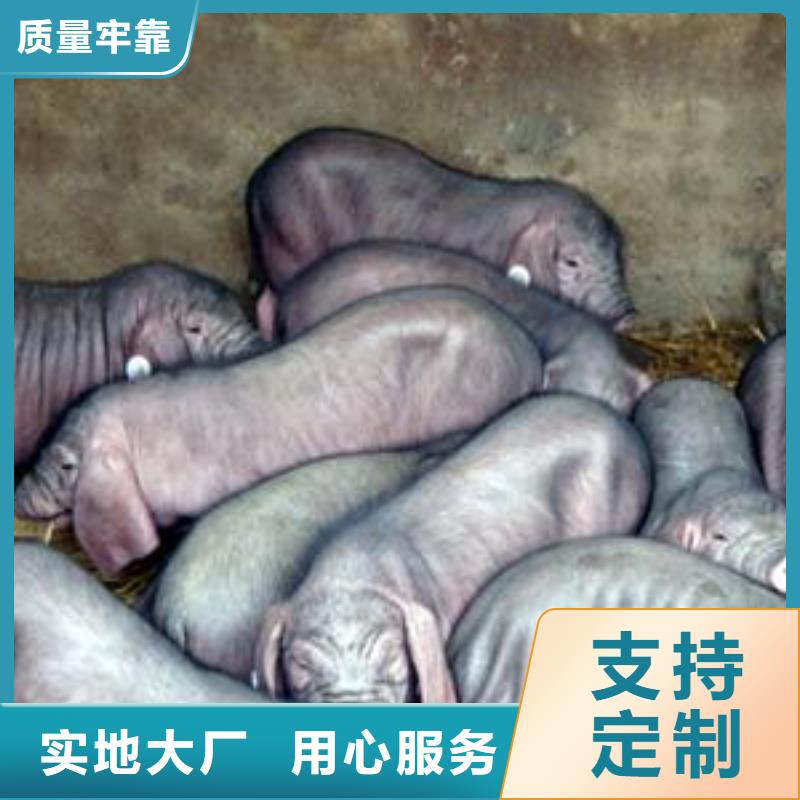 自贡太湖母猪价格（四蹄白）太湖  