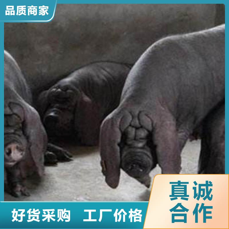 永州长太母猪价格（40-50斤）高产太湖母猪