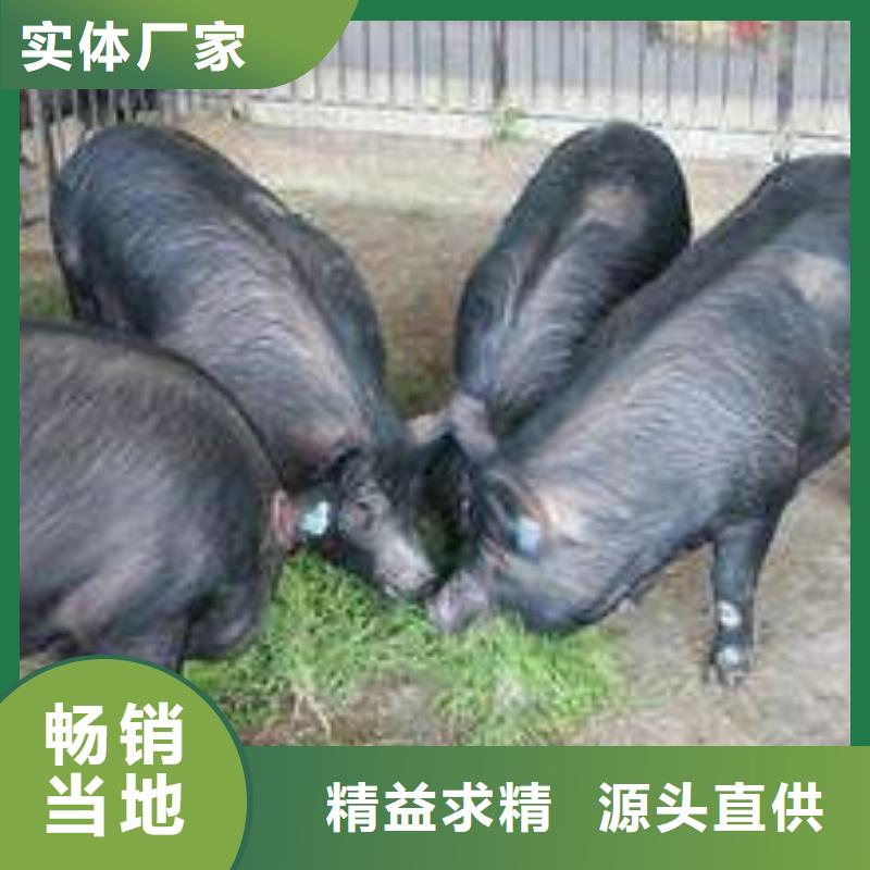 昆明市哪里有种猪场卖母猪（长白母猪价格介绍）