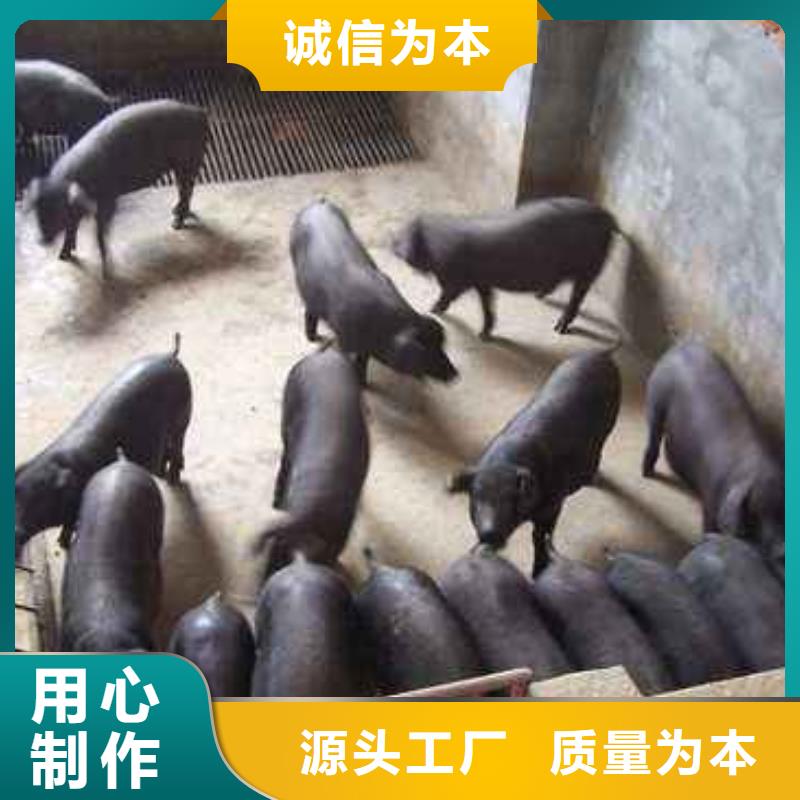 武汉长太母猪价格（40-50斤）大约克母猪