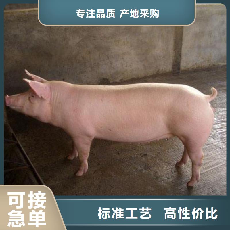 （种猪场直供）湘西长白母猪价格（法系母本）原种太湖母猪产地