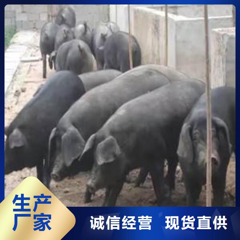 （种猪场直供）自贡太湖母猪价格（四蹄白）原种太湖母猪产地