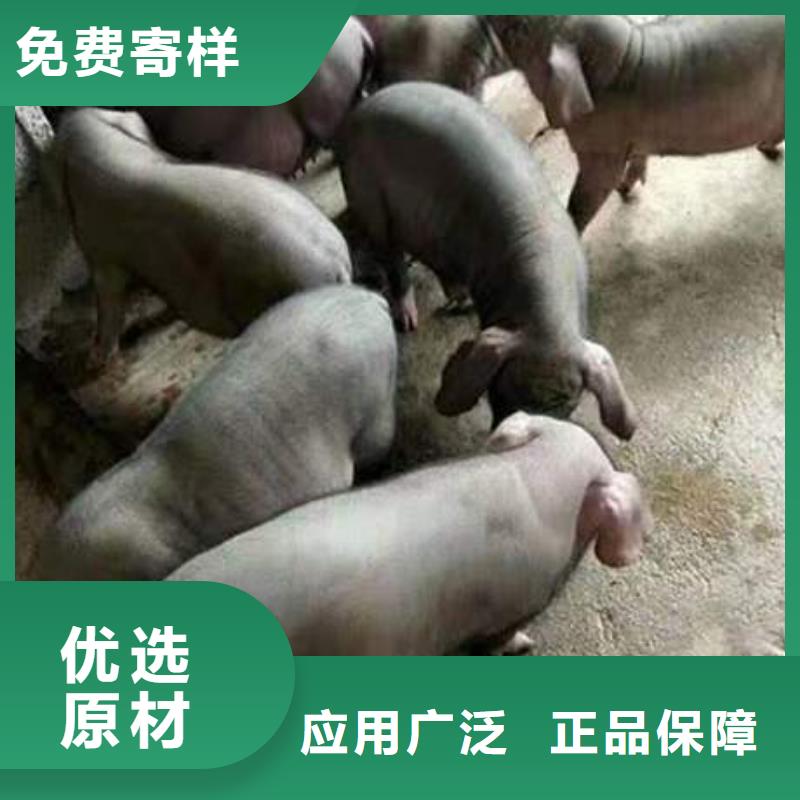 威海出售原种太湖母猪厂家种猪场直供