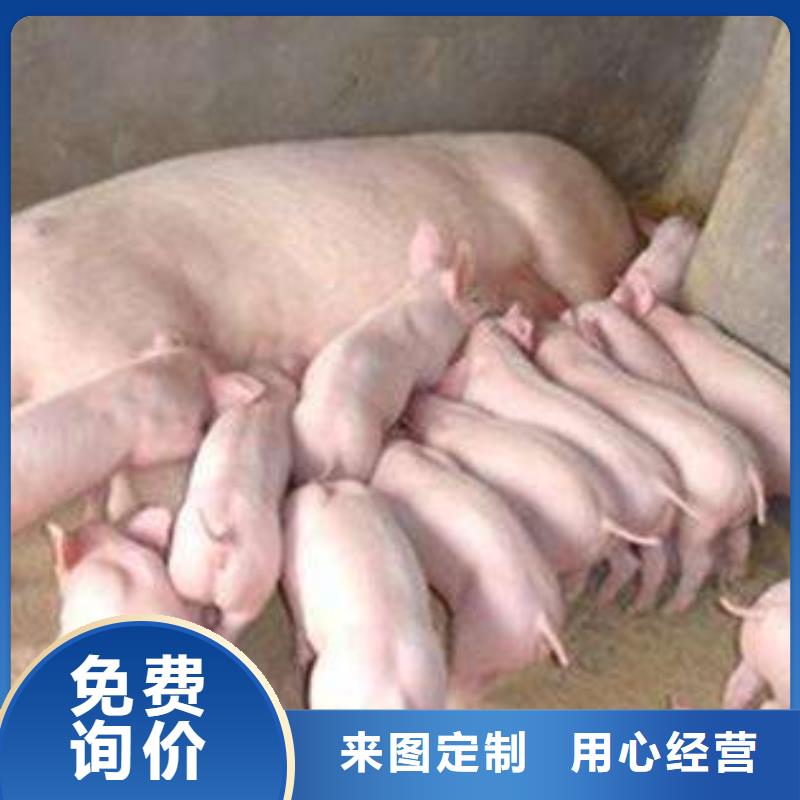 潮州市哪里有种猪场卖母猪（出售长白公猪）