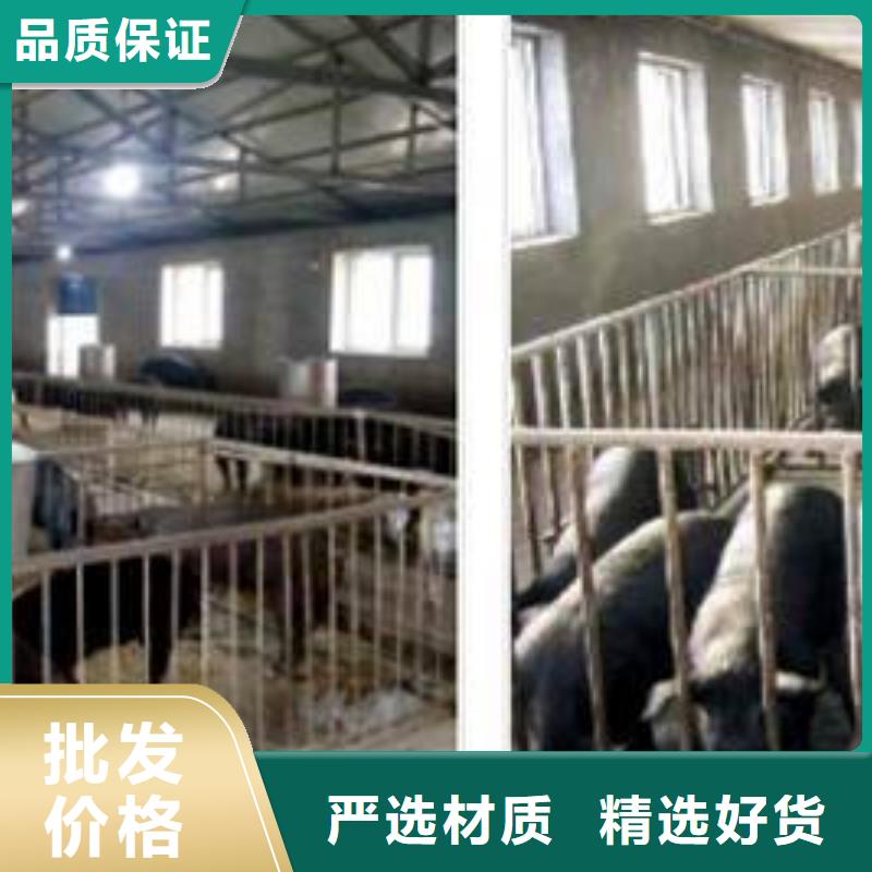 沧州市哪里有种猪场卖母猪（联系厂家）