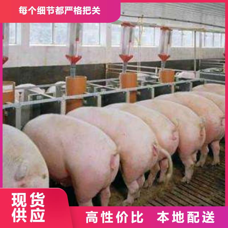 长白母猪批发：河北苏太母猪价格（高产母猪）长白公猪