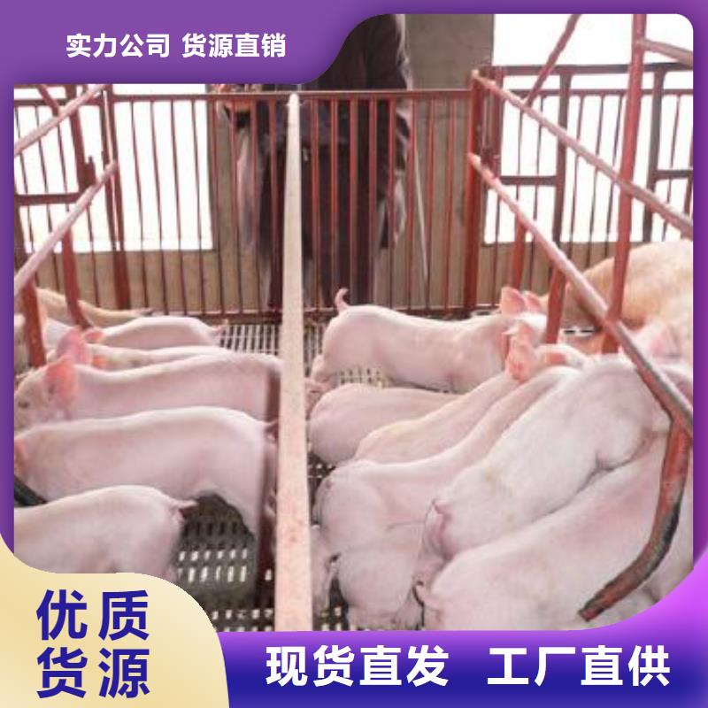 池州长太母猪价格（40-50斤）高产太湖母猪