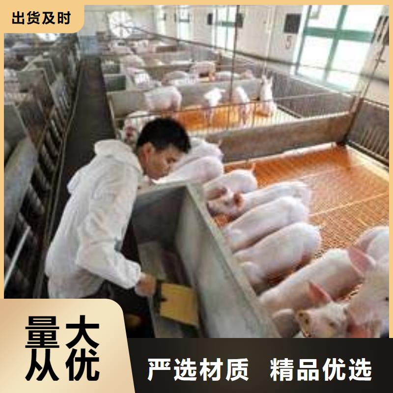 潮州市厂家介绍长太母猪价格（种猪场联系电话）