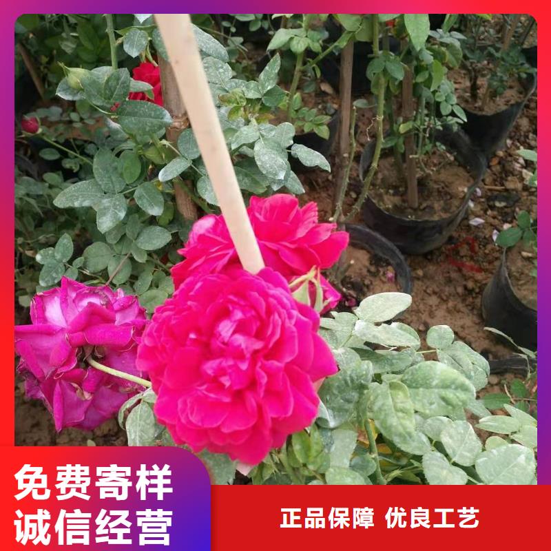 武汉万寿菊种植批发基地