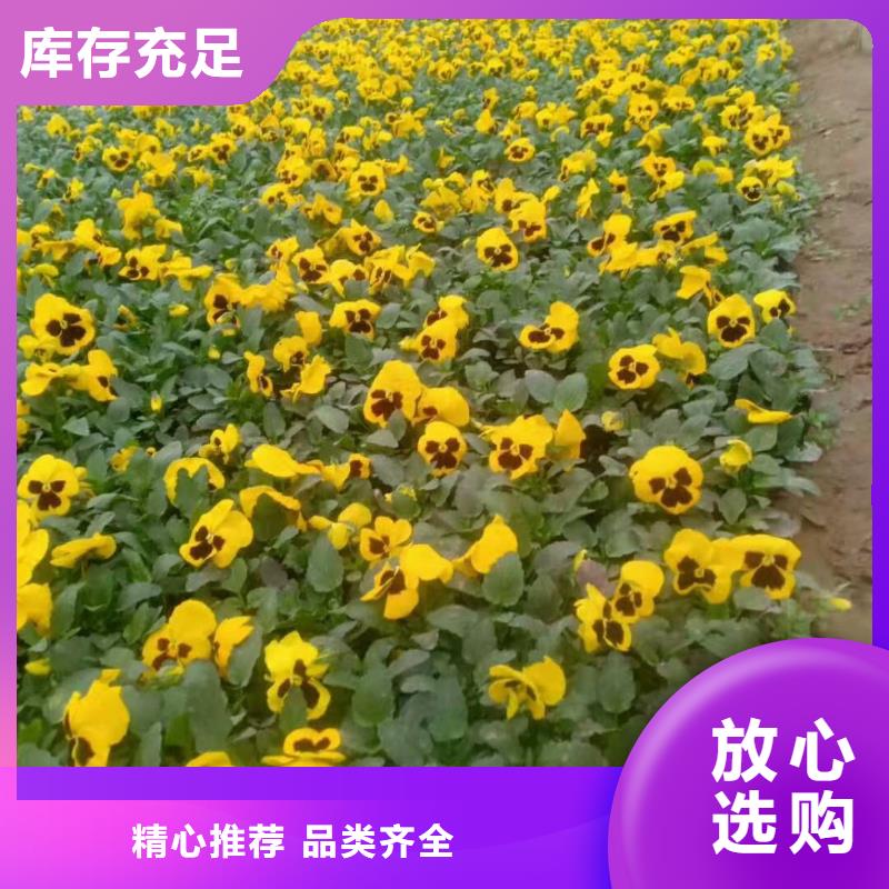 台州菊花展品种哪里有？