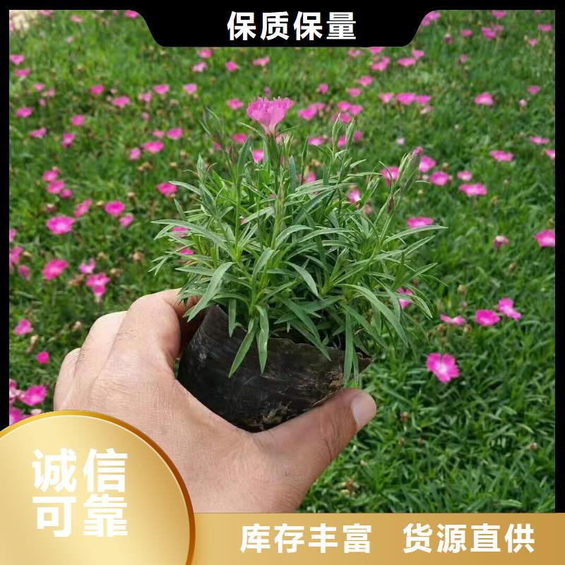 芜湖多年生草花批发种植基地