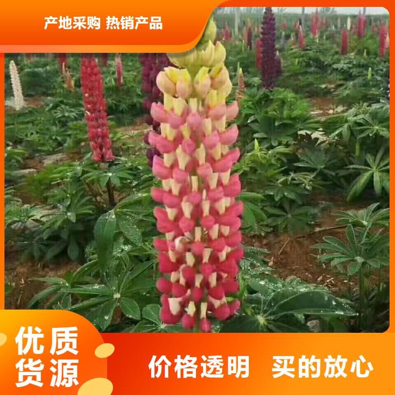 柳州多年生宿根花卉种植基地