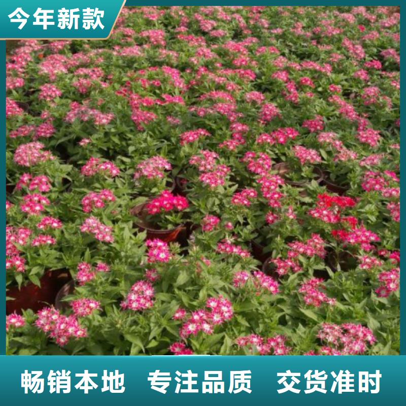 台州草花   