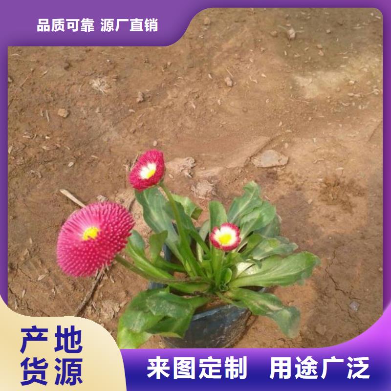广州市哪里有卖三色堇、三色堇种植基地