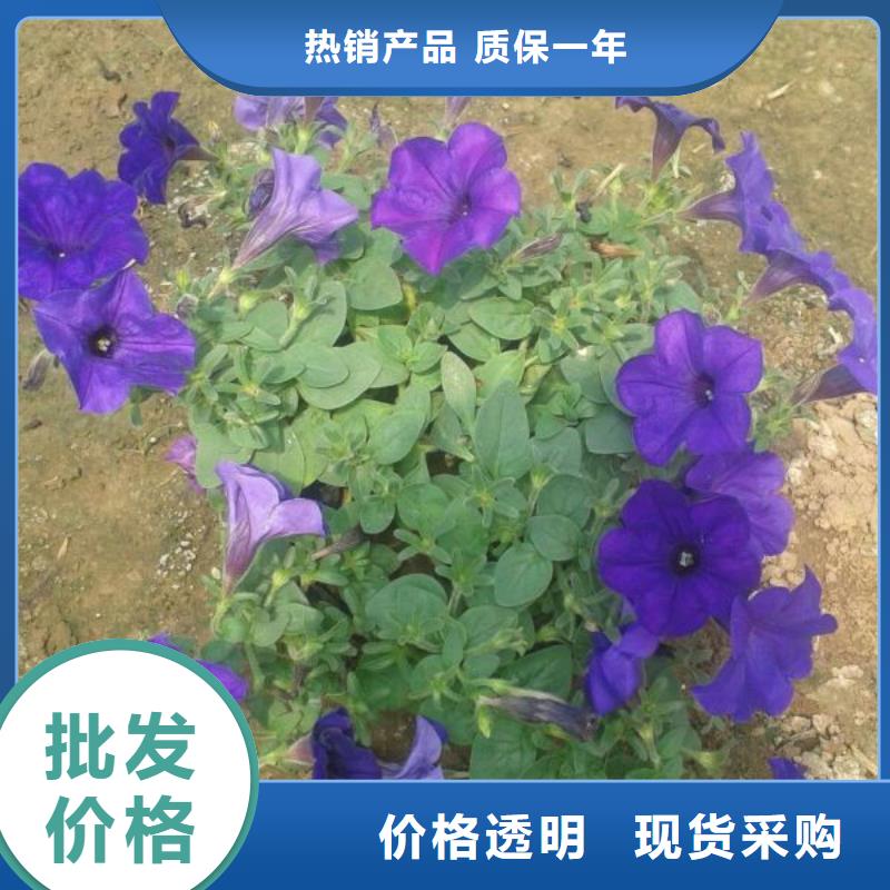 安庆市哪里有卖金盏菊、金盏菊种植基地