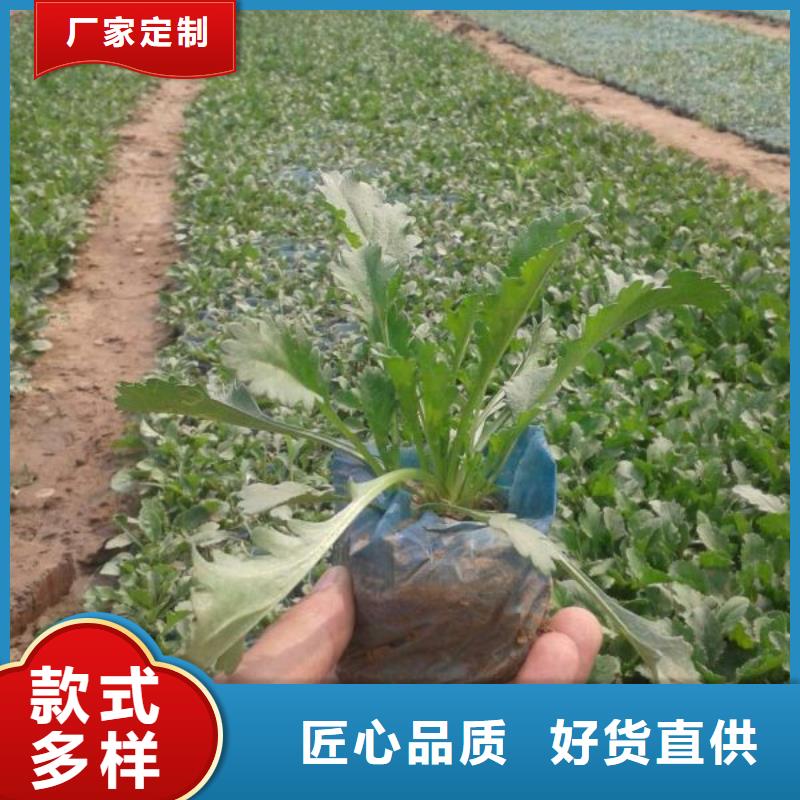 潍坊市哪里有卖天人菊、天人菊种植基地