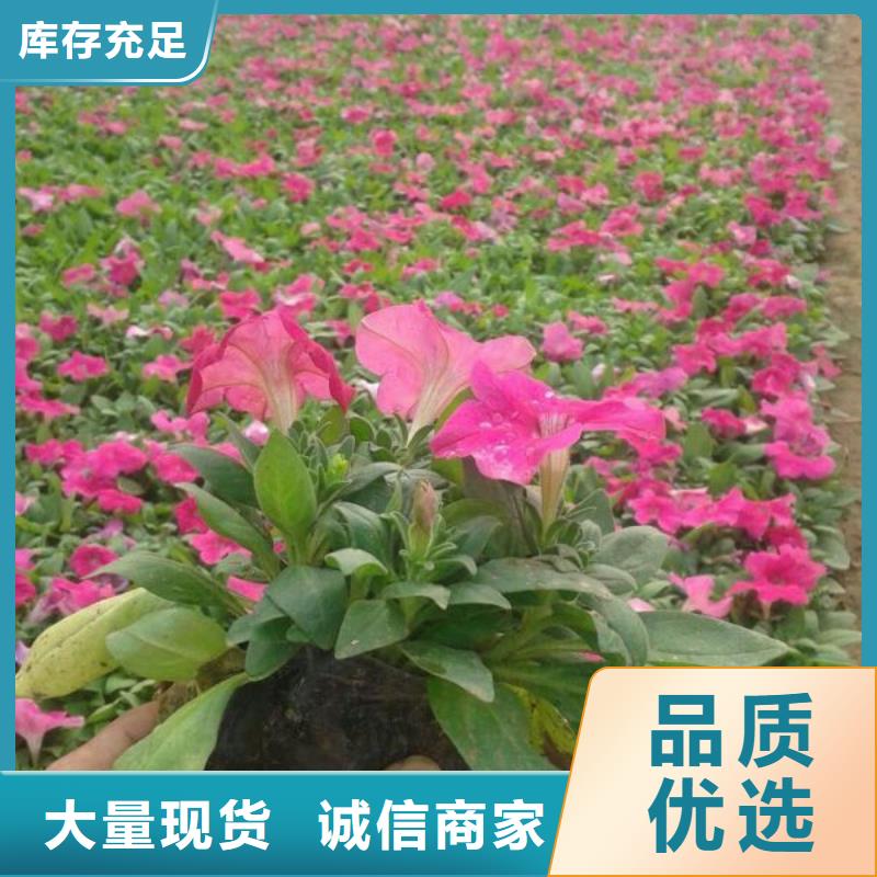 泸州市哪里有卖天人菊、天人菊种植基地