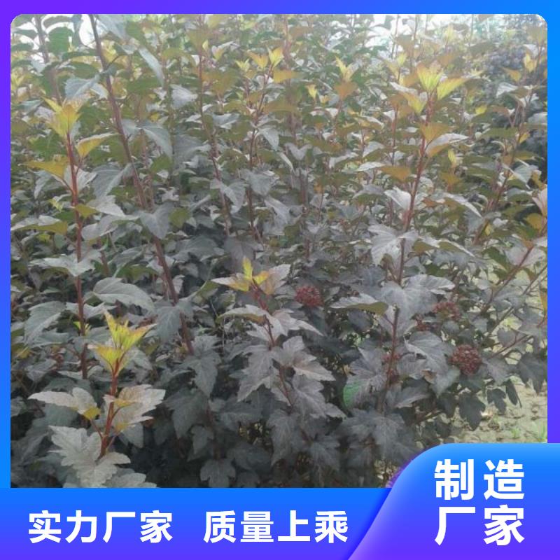 柘荣——花镜设计用蛇莓育苗基地>打造行业品质