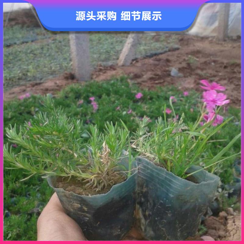 清流——花镜设计用长春花九月大菊花种植基地>供您所需