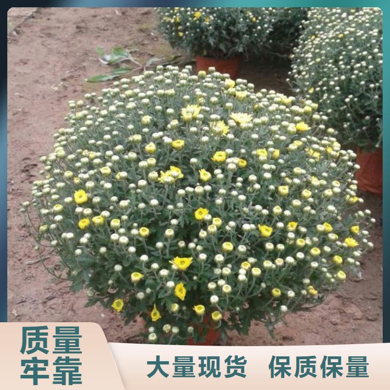 灵宝——花镜设计用北海道黄杨时令花卉种植基地>