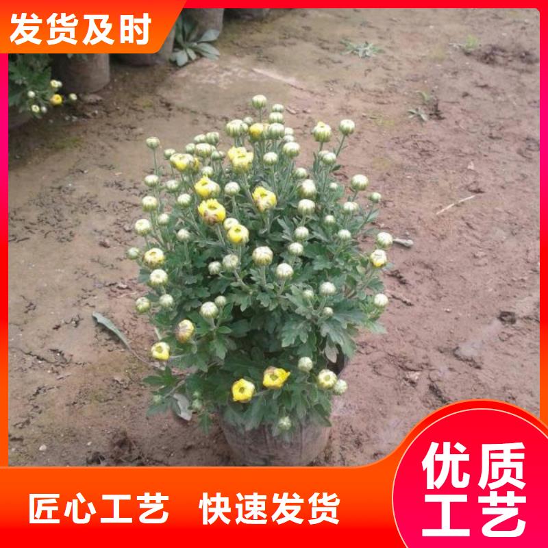 寿宁——花镜设计用金叶过路黄种植苗圃>厂家十分靠谱