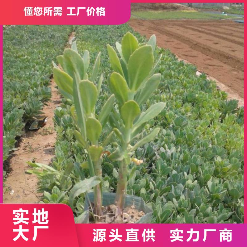 九江市哪里有卖绿化用郁金香、绿化用郁金香种植基地