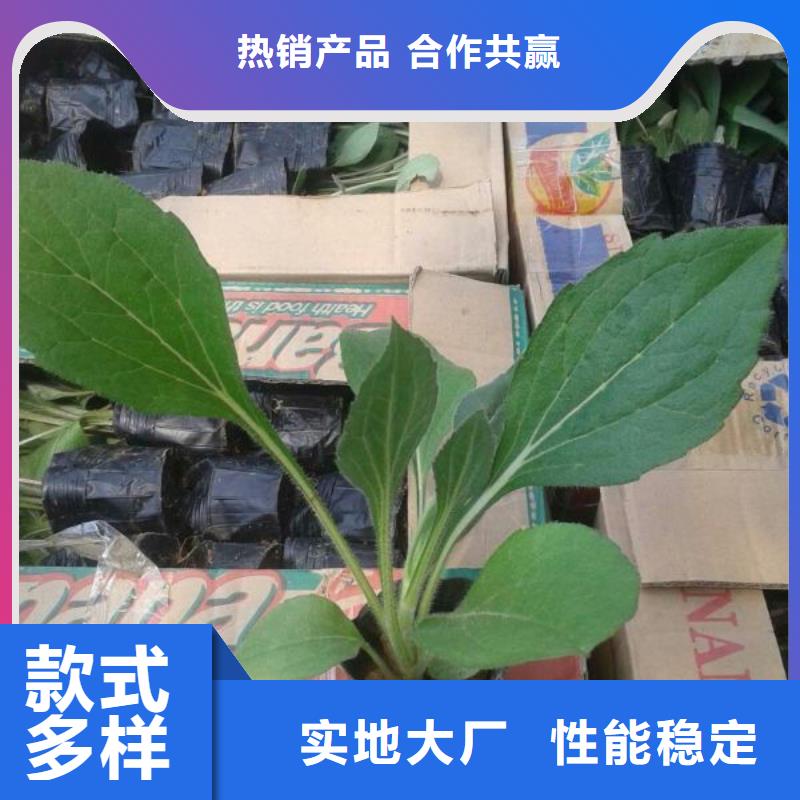潍坊市哪里有卖三色堇、三色堇种植基地