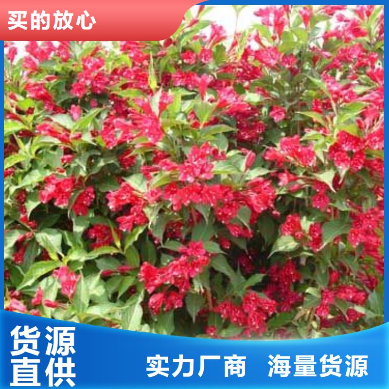 九江市哪里有卖天人菊、天人菊种植基地