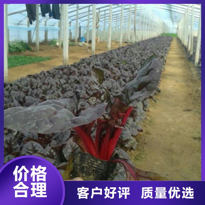 许昌市哪里有卖羽扇豆、羽扇豆种植基地