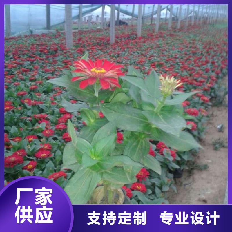 九江市哪里有卖雏菊、雏菊种植基地