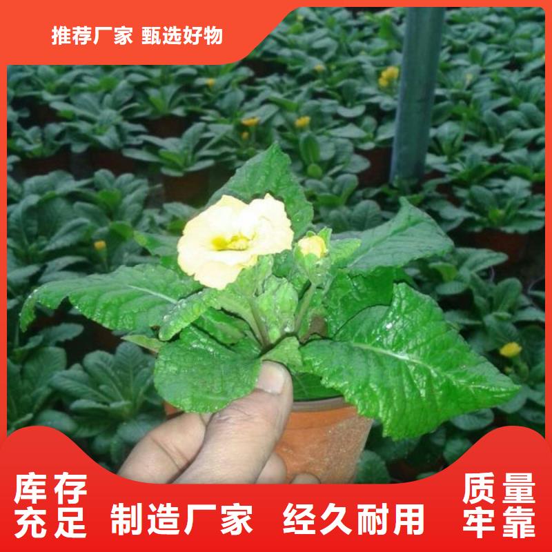 许昌市哪里有卖绿化用郁金香、绿化用郁金香种植基地