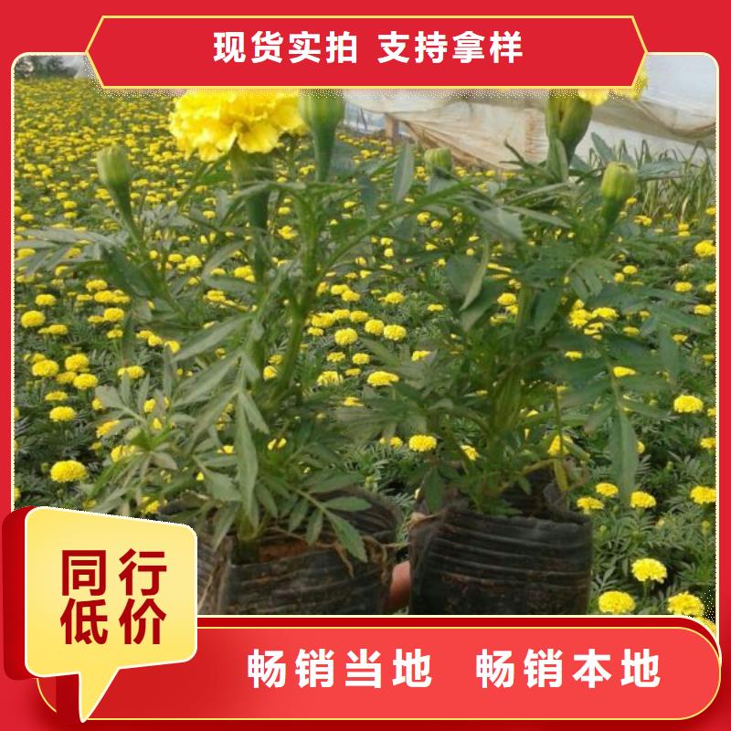 {通海--市政园林一串红九月大菊花种植基地