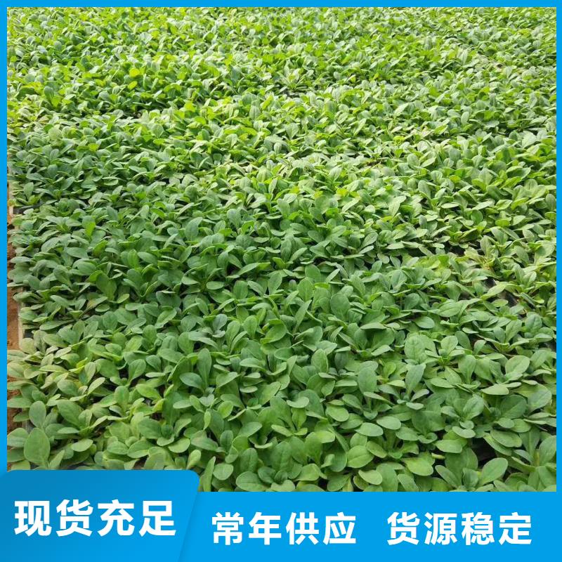 山东薰衣草种植基地、安庆市哪里有卖薰衣草