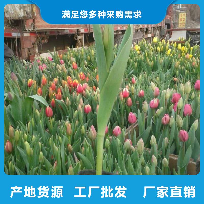 山东大花月季种植基地、安庆市哪里有卖大花月季