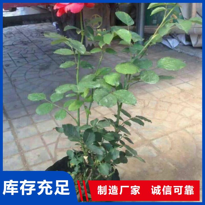 {青海--市政园林涝浴苔草时令花卉种植基地