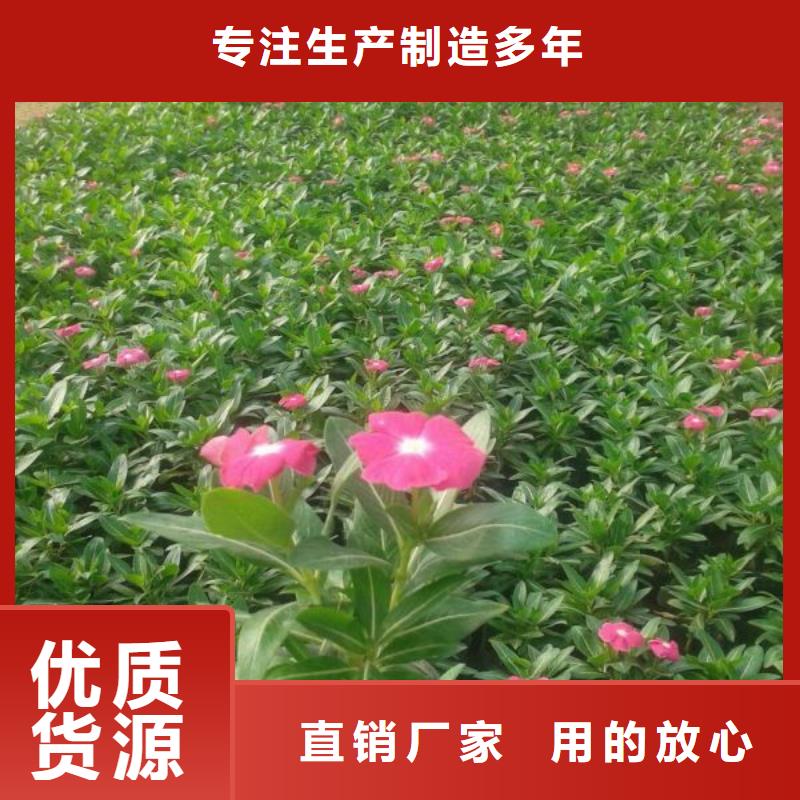 {贵州--市政园林红叶甜菜花海景观种植基地