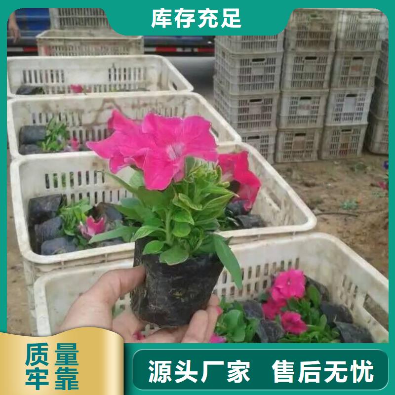 山东二月兰种植基地、安庆市哪里有卖二月兰