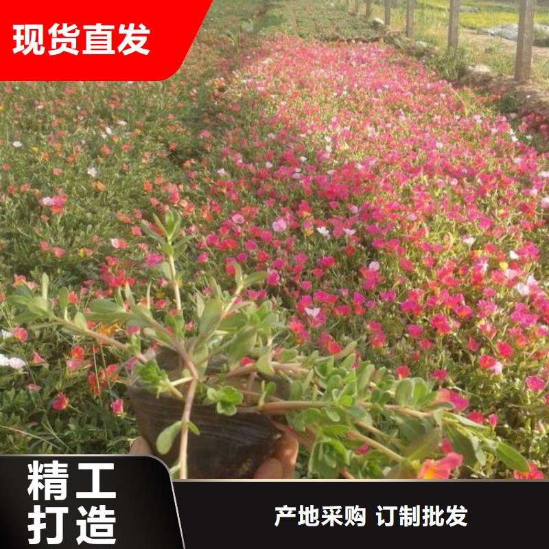{迪庆--市政园林羽扇豆水生植物种植基地