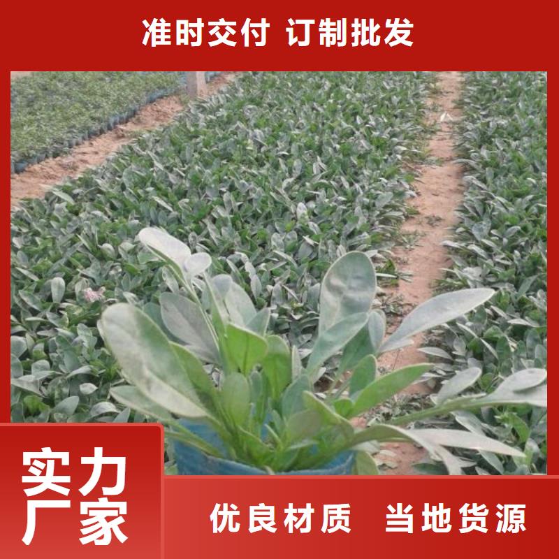 哪里有卖羽扇豆，山东青州羽扇豆种植基地报价实地大厂