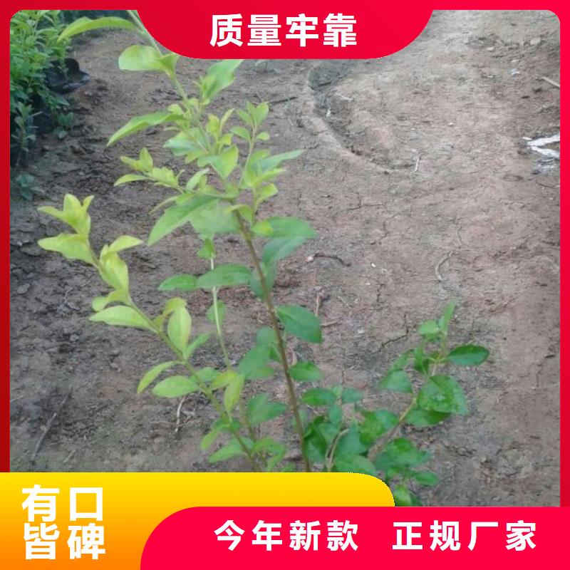 哪里有卖羽扇豆，山东青州羽扇豆种植基地报价附近服务商