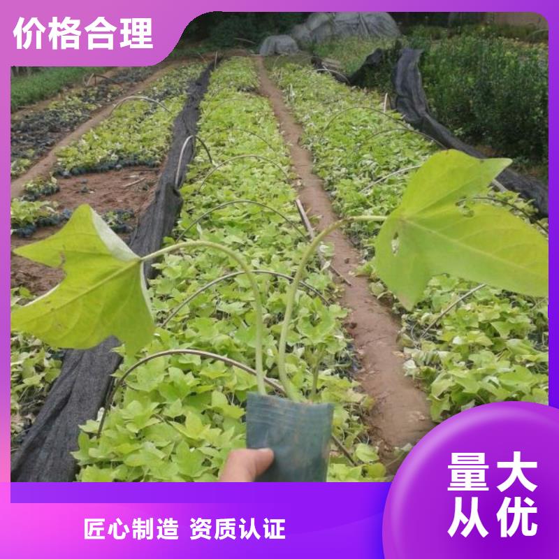浙江哪里有卖羽扇豆，山东青州羽扇豆种植基地报价