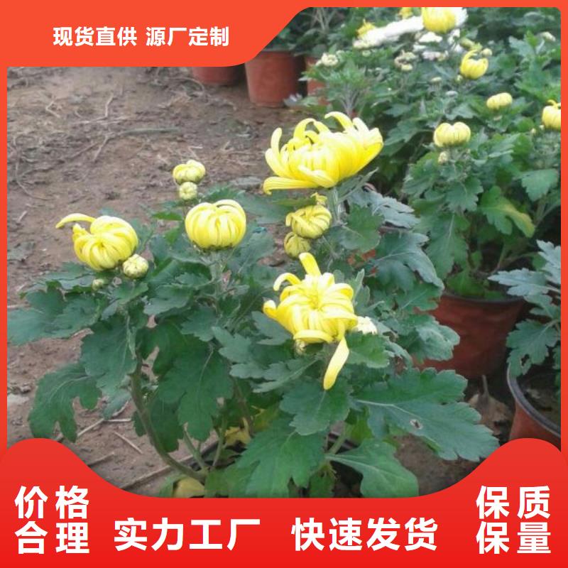 哪里有卖大花金鸡菊，山东青州大花金鸡菊种植基地报价经久耐用